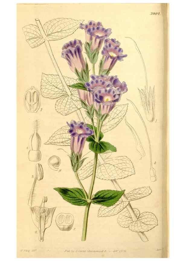 Reproducción/Reproduction 35084393602: Curtis's botanical magazine.. London ; New York [etc.] :Academic Press [etc.]
