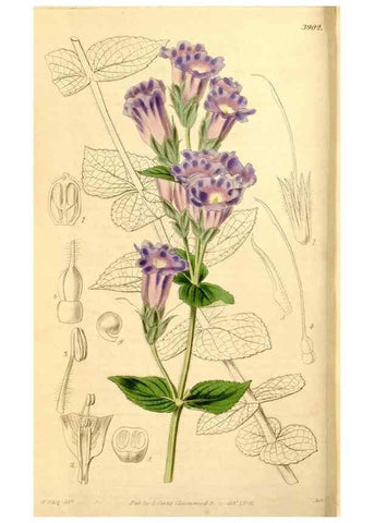 Reproducción/Reproduction 35084393602: Curtis's botanical magazine.. London ; New York [etc.] :Academic Press [etc.]