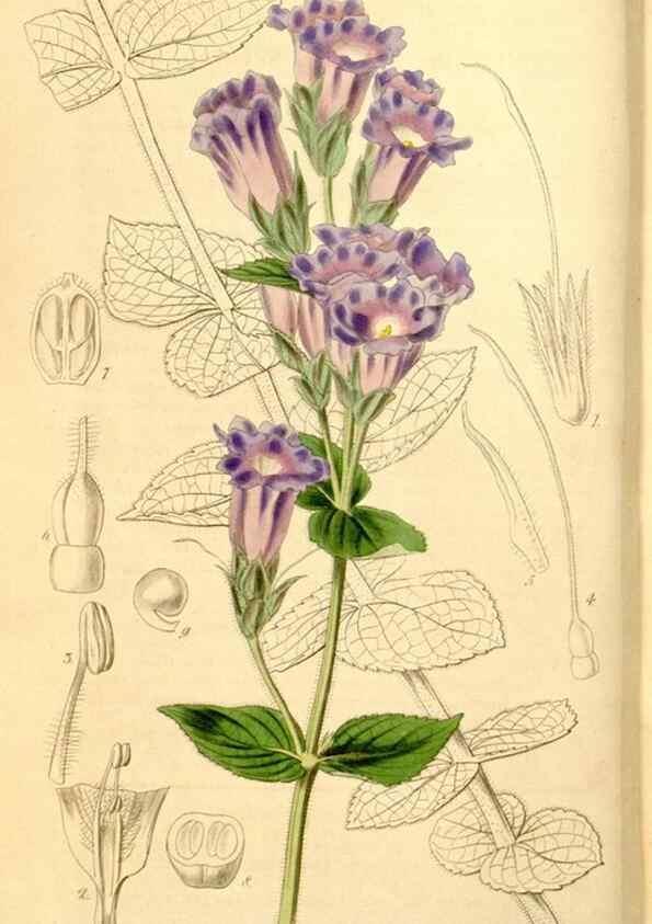 Reproducción/Reproduction 35084393602: Curtis's botanical magazine.. London ; New York [etc.] :Academic Press [etc.]