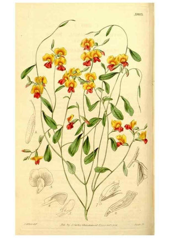 Reproducción/Reproduction 34405732494: Curtis's botanical magazine.. London ; New York [etc.] :Academic Press [etc.]