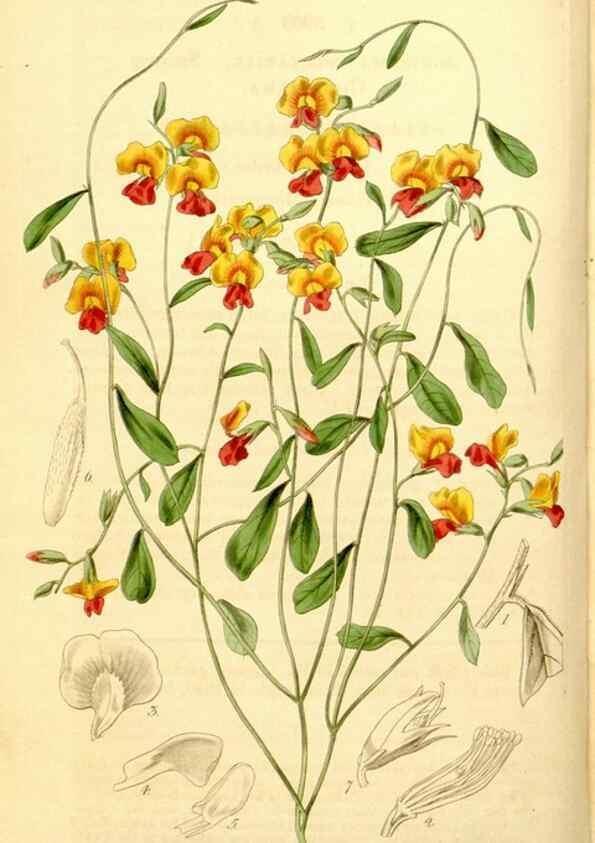 Reproducción/Reproduction 34405732494: Curtis's botanical magazine.. London ; New York [etc.] :Academic Press [etc.]