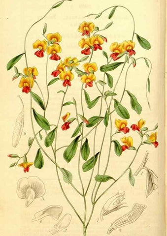 Reproducción/Reproduction 34405732494: Curtis's botanical magazine.. London ; New York [etc.] :Academic Press [etc.]