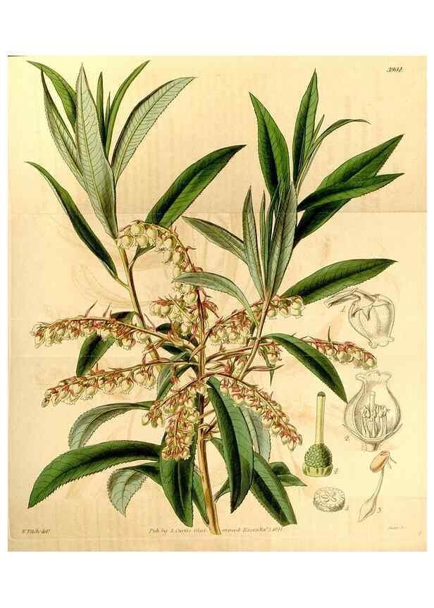 Reproducción/Reproduction 35249737515: Curtis's botanical magazine.. London ; New York [etc.] :Academic Press [etc.]
