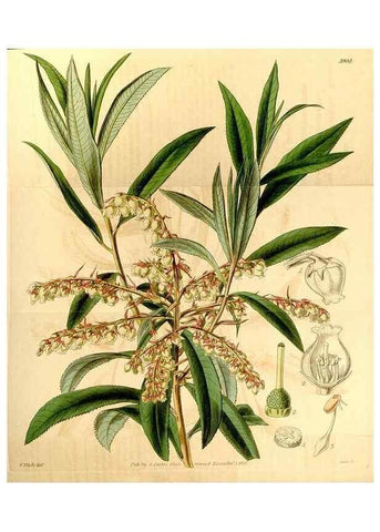 Reproducción/Reproduction 35249737515: Curtis's botanical magazine.. London ; New York [etc.] :Academic Press [etc.]