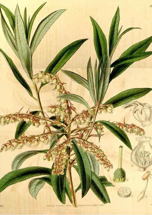 Reproducción/Reproduction 35249737515: Curtis's botanical magazine.. London ; New York [etc.] :Academic Press [etc.]