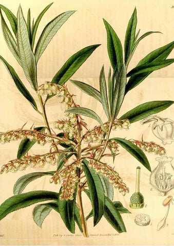 Reproducción/Reproduction 35249737515: Curtis's botanical magazine.. London ; New York [etc.] :Academic Press [etc.]