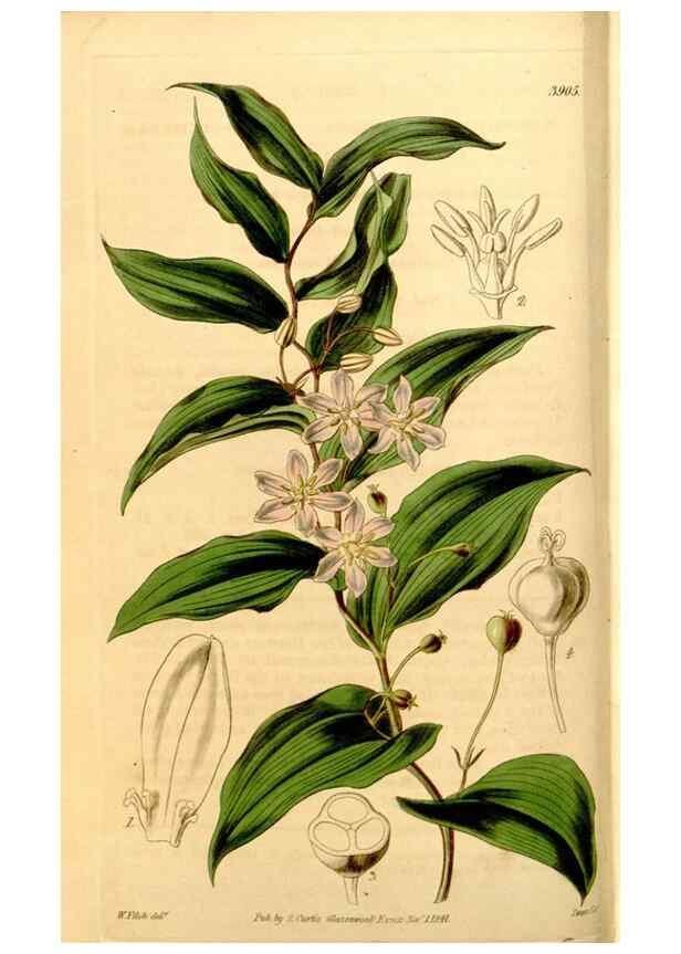 Reproducción/Reproduction 35249740475: Curtis's botanical magazine.. London ; New York [etc.] :Academic Press [etc.]