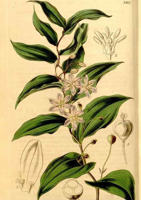 Reproducción/Reproduction 35249740475: Curtis's botanical magazine.. London ; New York [etc.] :Academic Press [etc.]