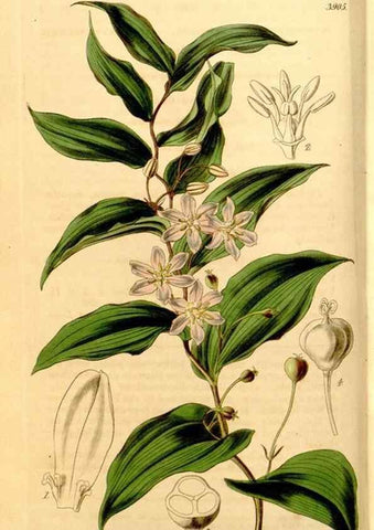 Reproducción/Reproduction 35249740475: Curtis's botanical magazine.. London ; New York [etc.] :Academic Press [etc.]