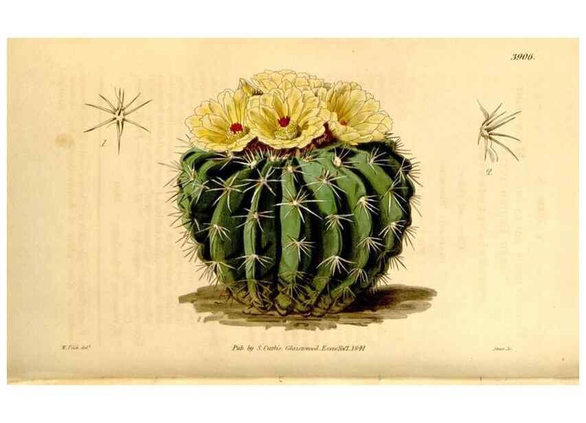 Reproducción/Reproduction 35249743515: Curtis's botanical magazine.. London ; New York [etc.] :Academic Press [etc.]
