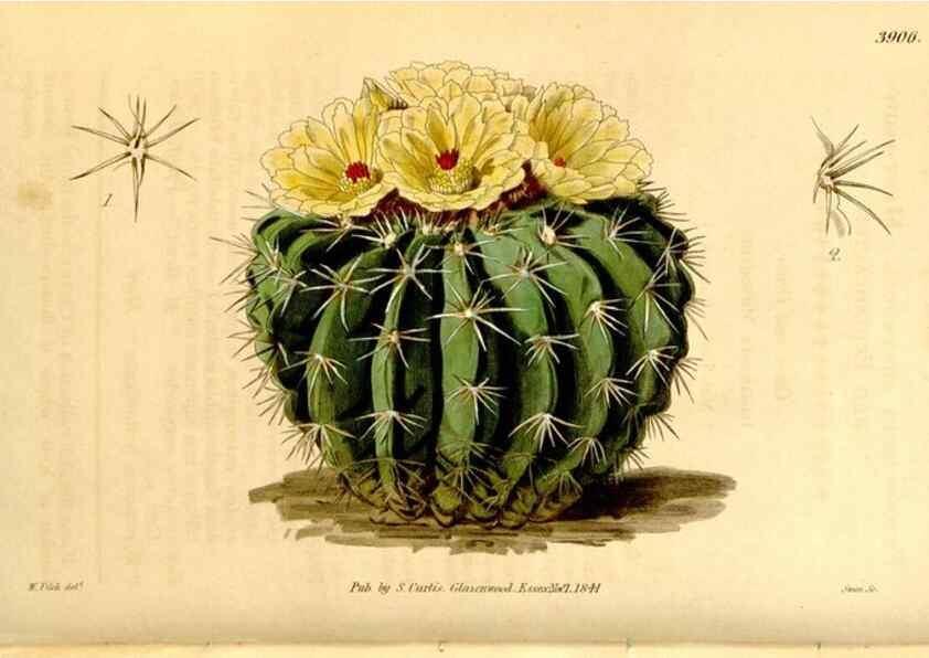 Reproducción/Reproduction 35249743515: Curtis's botanical magazine.. London ; New York [etc.] :Academic Press [etc.]