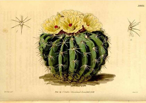 Reproducción/Reproduction 35249743515: Curtis's botanical magazine.. London ; New York [etc.] :Academic Press [etc.]