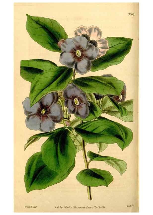 Reproducción/Reproduction 35249747515: Curtis's botanical magazine.. London ; New York [etc.] :Academic Press [etc.]
