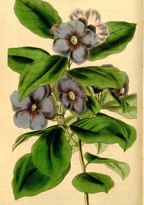 Reproducción/Reproduction 35249747515: Curtis's botanical magazine.. London ; New York [etc.] :Academic Press [etc.]