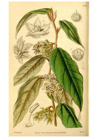 Reproducción/Reproduction 35249751535: Curtis's botanical magazine.. London ; New York [etc.] :Academic Press [etc.]