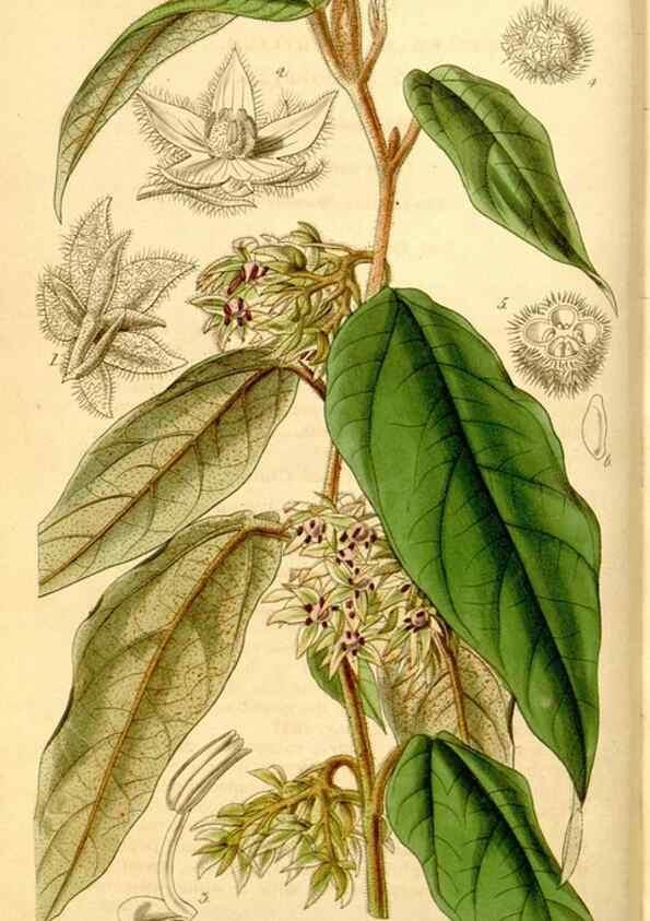 Reproducción/Reproduction 35249751535: Curtis's botanical magazine.. London ; New York [etc.] :Academic Press [etc.]