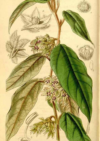 Reproducción/Reproduction 35249751535: Curtis's botanical magazine.. London ; New York [etc.] :Academic Press [etc.]
