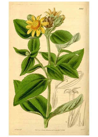 Reproducción/Reproduction 35084391512: Curtis's botanical magazine.. London ; New York [etc.] :Academic Press [etc.]