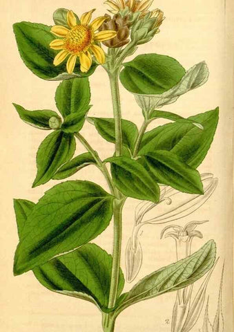 Reproducción/Reproduction 35084391512: Curtis's botanical magazine.. London ; New York [etc.] :Academic Press [etc.]