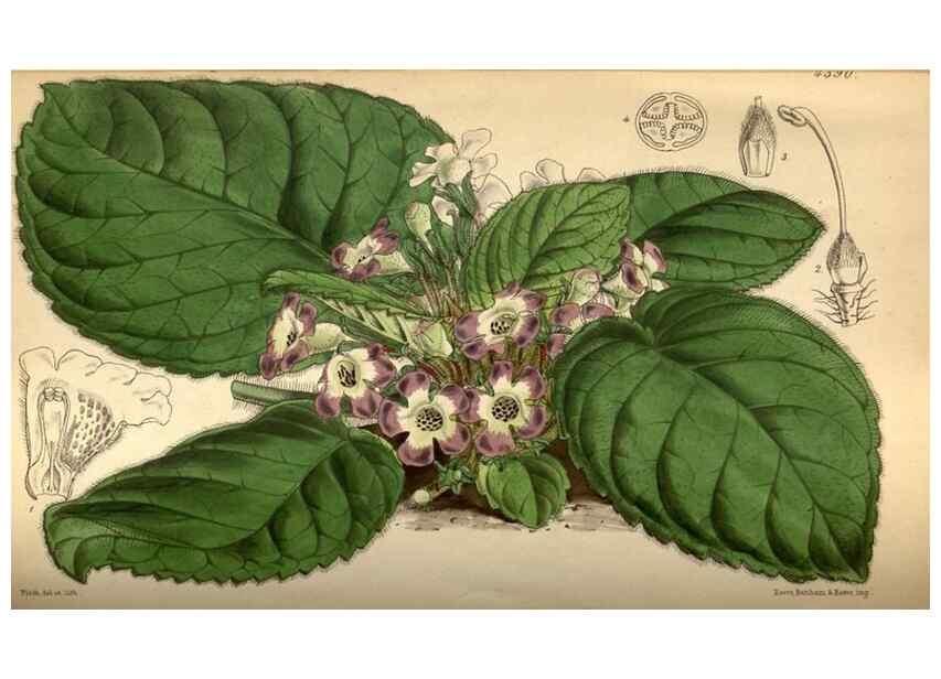 Reproducción/Reproduction 34407628644: Curtis's botanical magazine.. London ; New York [etc.] :Academic Press [etc.]
