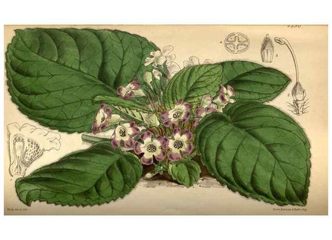 Reproducción/Reproduction 34407628644: Curtis's botanical magazine.. London ; New York [etc.] :Academic Press [etc.]