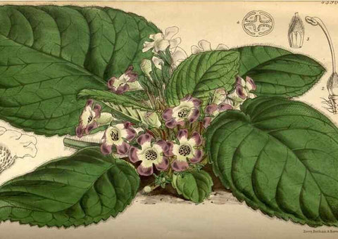 Reproducción/Reproduction 34407628644: Curtis's botanical magazine.. London ; New York [etc.] :Academic Press [etc.]