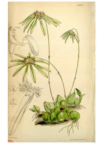 Reproducción/Reproduction 34407630964: Curtis's botanical magazine.. London ; New York [etc.] :Academic Press [etc.]