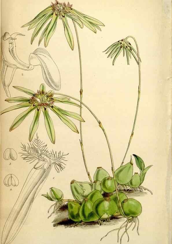 Reproducción/Reproduction 34407630964: Curtis's botanical magazine.. London ; New York [etc.] :Academic Press [etc.]