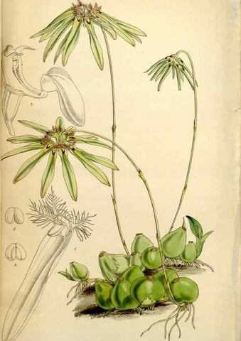 Reproducción/Reproduction 34407630964: Curtis's botanical magazine.. London ; New York [etc.] :Academic Press [etc.]