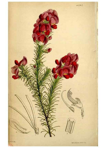 Reproducción/Reproduction 35121660571: Curtis's botanical magazine.. London ; New York [etc.] :Academic Press [etc.]