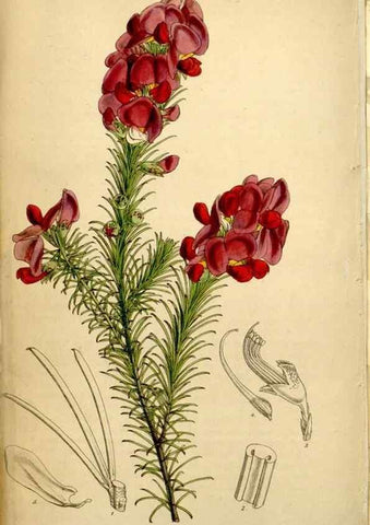 Reproducción/Reproduction 35121660571: Curtis's botanical magazine.. London ; New York [etc.] :Academic Press [etc.]