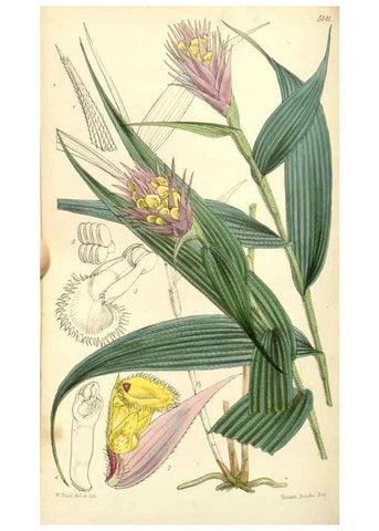 Reproducción/Reproduction 34429762724: Curtis's botanical magazine.. London ; New York [etc.] :Academic Press [etc.]
