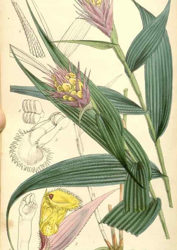 Reproducción/Reproduction 34429762724: Curtis's botanical magazine.. London ; New York [etc.] :Academic Press [etc.]