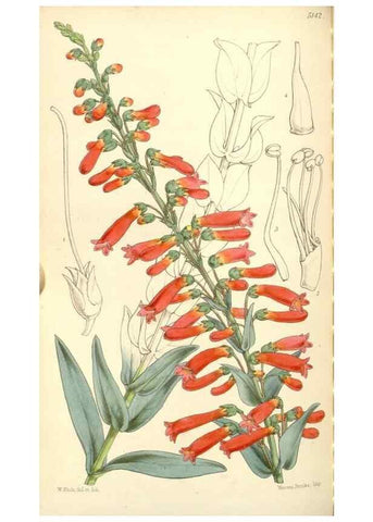 Reproducción/Reproduction 34429765674: Curtis's botanical magazine.. London ; New York [etc.] :Academic Press [etc.]