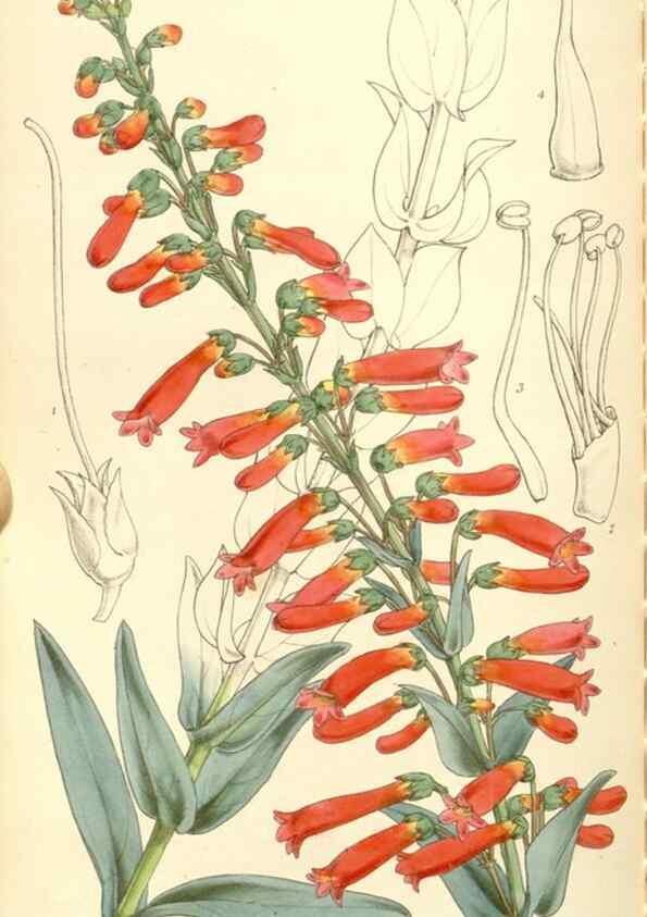 Reproducción/Reproduction 34429765674: Curtis's botanical magazine.. London ; New York [etc.] :Academic Press [etc.]