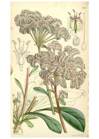 Reproducción/Reproduction 34429767894: Curtis's botanical magazine.. London ; New York [etc.] :Academic Press [etc.]