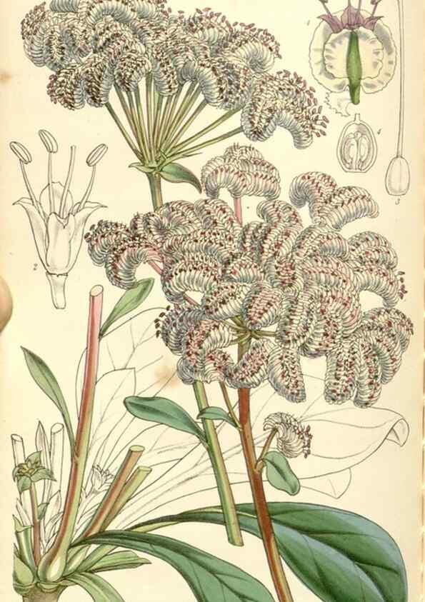Reproducción/Reproduction 34429767894: Curtis's botanical magazine.. London ; New York [etc.] :Academic Press [etc.]