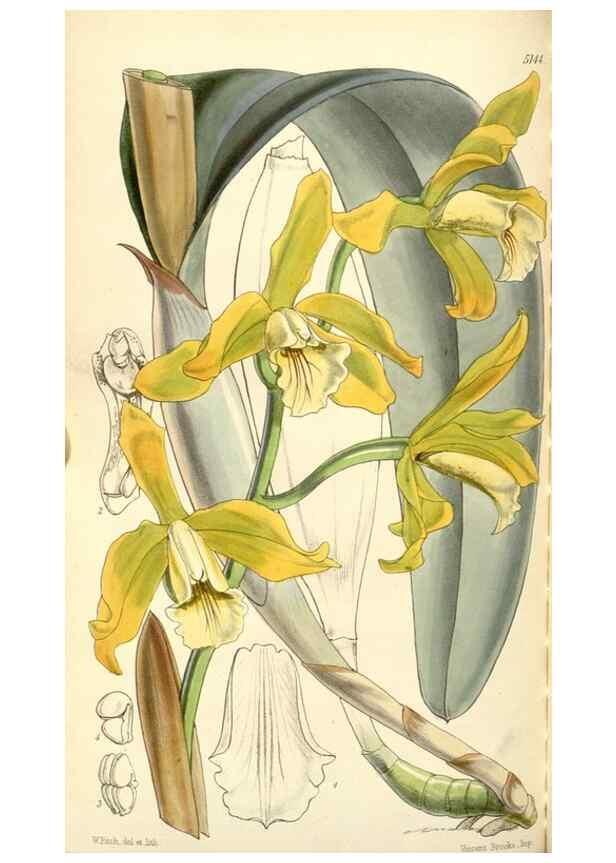 Reproducción/Reproduction 34429770334: Curtis's botanical magazine.. London ; New York [etc.] :Academic Press [etc.]