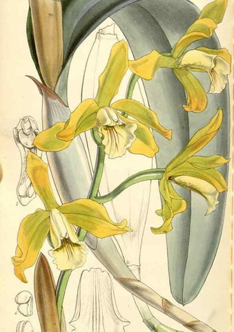 Reproducción/Reproduction 34429770334: Curtis's botanical magazine.. London ; New York [etc.] :Academic Press [etc.]