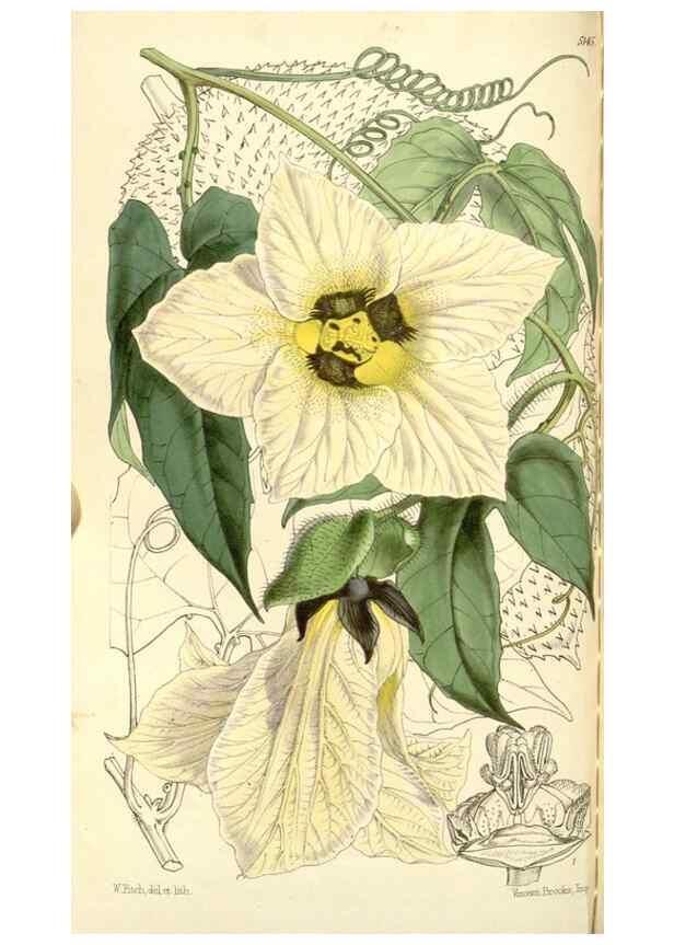 Reproducción/Reproduction 34886208680: Curtis's botanical magazine.. London ; New York [etc.] :Academic Press [etc.]