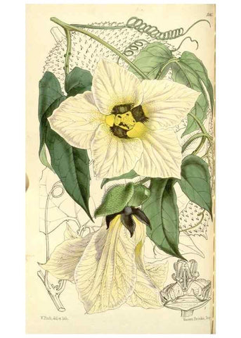 Reproducción/Reproduction 34886208680: Curtis's botanical magazine.. London ; New York [etc.] :Academic Press [etc.]