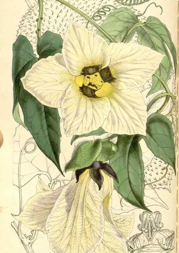 Reproducción/Reproduction 34886208680: Curtis's botanical magazine.. London ; New York [etc.] :Academic Press [etc.]