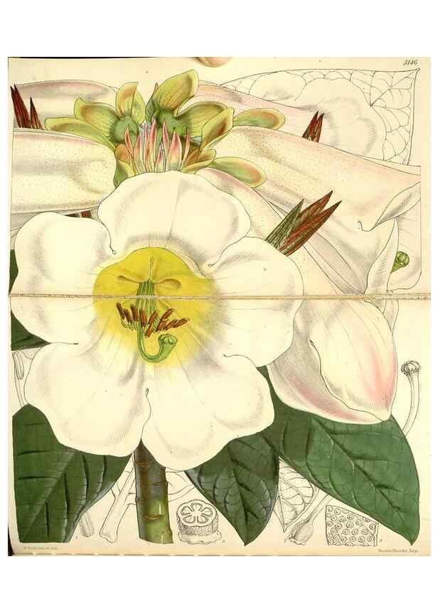 Reproducción/Reproduction 35107148432: Curtis's botanical magazine.. London ; New York [etc.] :Academic Press [etc.]