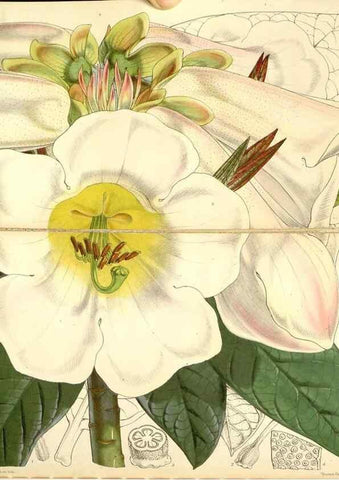 Reproducción/Reproduction 35107148432: Curtis's botanical magazine.. London ; New York [etc.] :Academic Press [etc.]