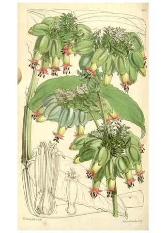 Reproducción/Reproduction 35107150972: Curtis's botanical magazine.. London ; New York [etc.] :Academic Press [etc.]