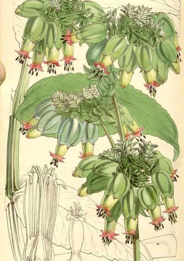 Reproducción/Reproduction 35107150972: Curtis's botanical magazine.. London ; New York [etc.] :Academic Press [etc.]