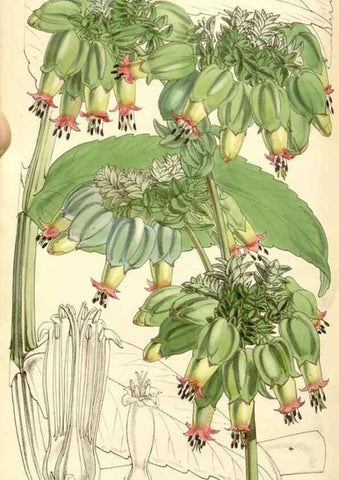 Reproducción/Reproduction 35107150972: Curtis's botanical magazine.. London ; New York [etc.] :Academic Press [etc.]