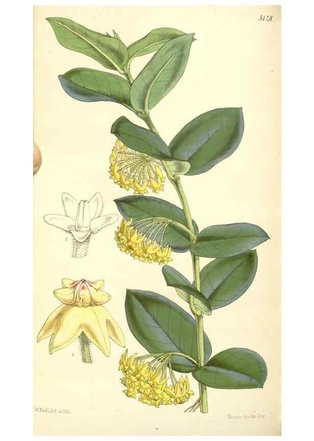 Reproducción/Reproduction 35107153522: Curtis's botanical magazine.. London ; New York [etc.] :Academic Press [etc.]