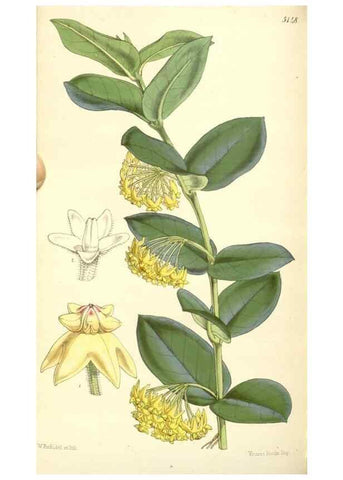 Reproducción/Reproduction 35107153522: Curtis's botanical magazine.. London ; New York [etc.] :Academic Press [etc.]