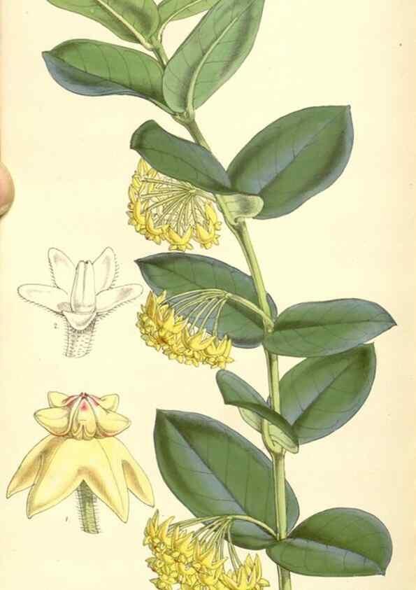 Reproducción/Reproduction 35107153522: Curtis's botanical magazine.. London ; New York [etc.] :Academic Press [etc.]